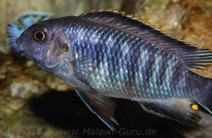 Tropheops sp. 'chilumba' Chitande Island